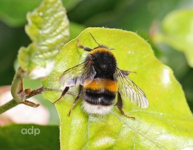 Bombus terrestris, Buff-tailed Bumblebee, worker, Alan Prowse